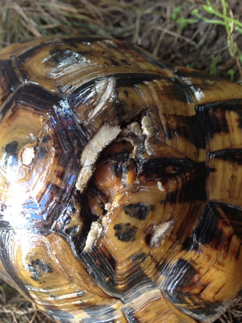 Ma tortue a un trou dans la carapace que faire? H49h10