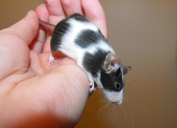 [A l'adoption urgent] 6 souris dont une femelle pleine en FA Chippi10