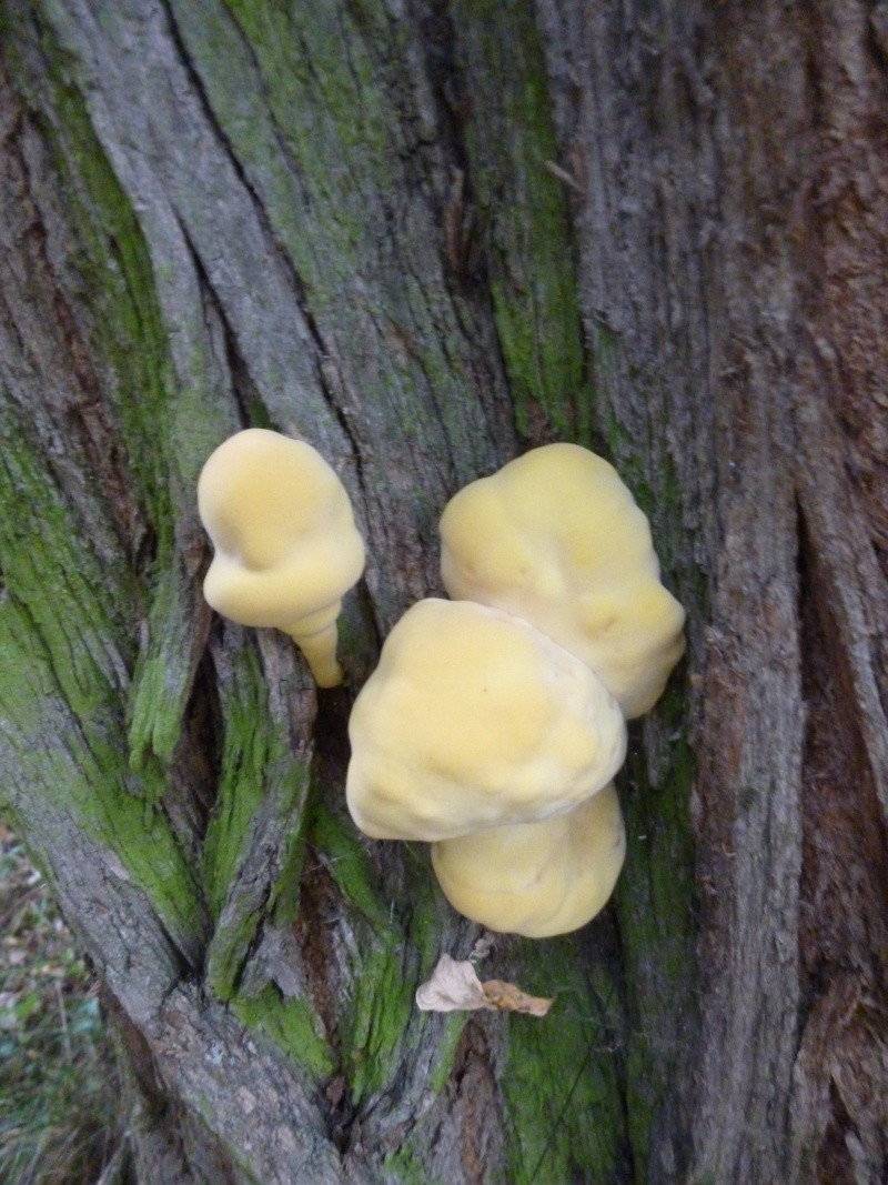 champignon jaune sur faux acacia P1000117