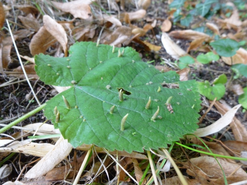 sur les feuilles du tilleul P1000815