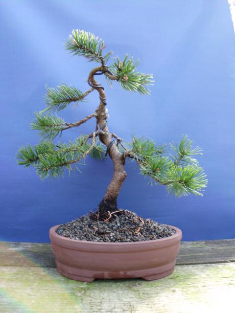 Pinus Mugo "Gnom" K640_025
