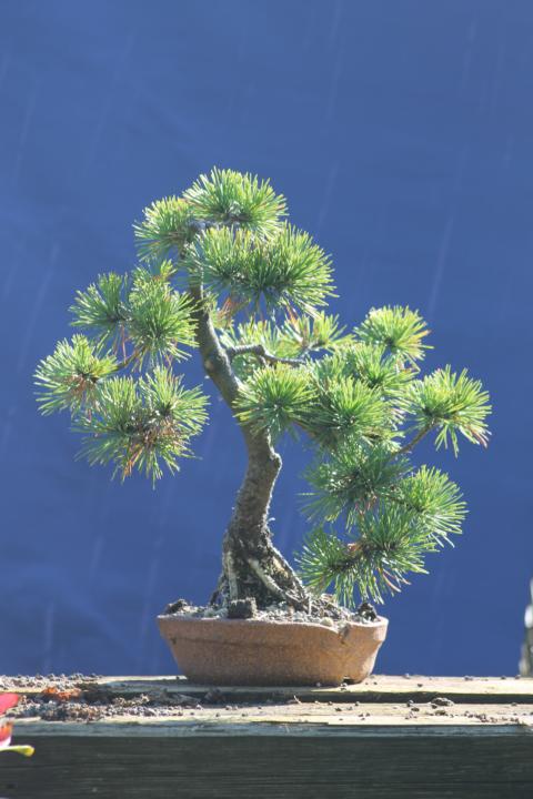 Pinus Mugo "Gnom" K640_026