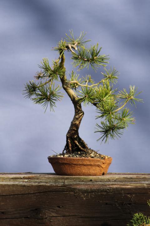 Pinus Mugo "Gnom" K640_111
