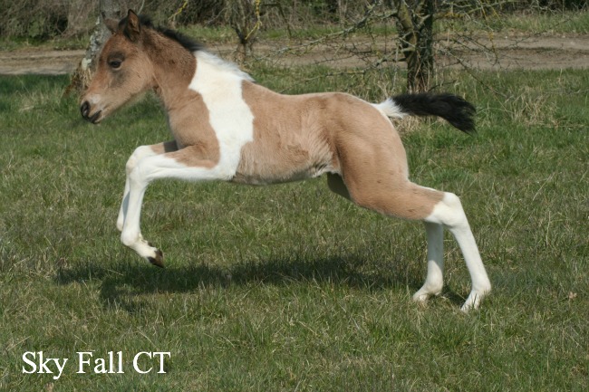 CT Quarter horse - 54 - Page 2 3110