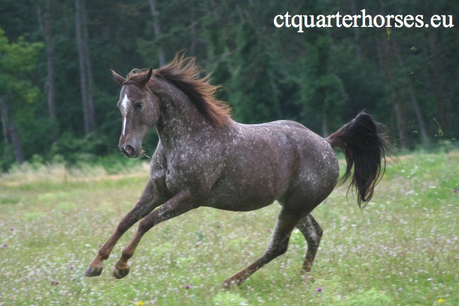 CT Quarter horse - 54 5310