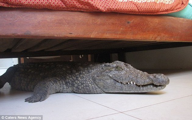 Il découvre un crocodile caché sous son lit 2bb09910