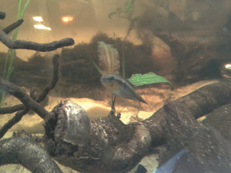 Fishroom Morgan 2013-111