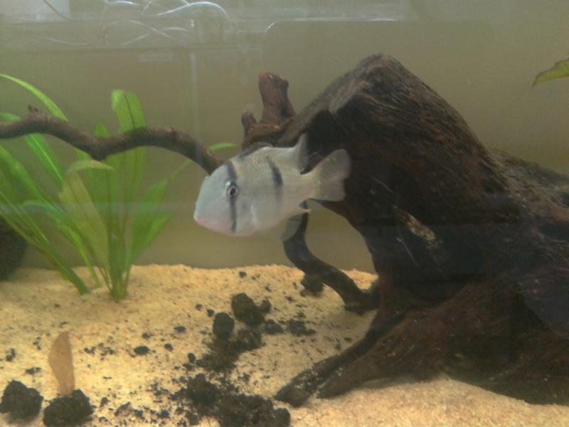 Fishroom Morgan 2013-113