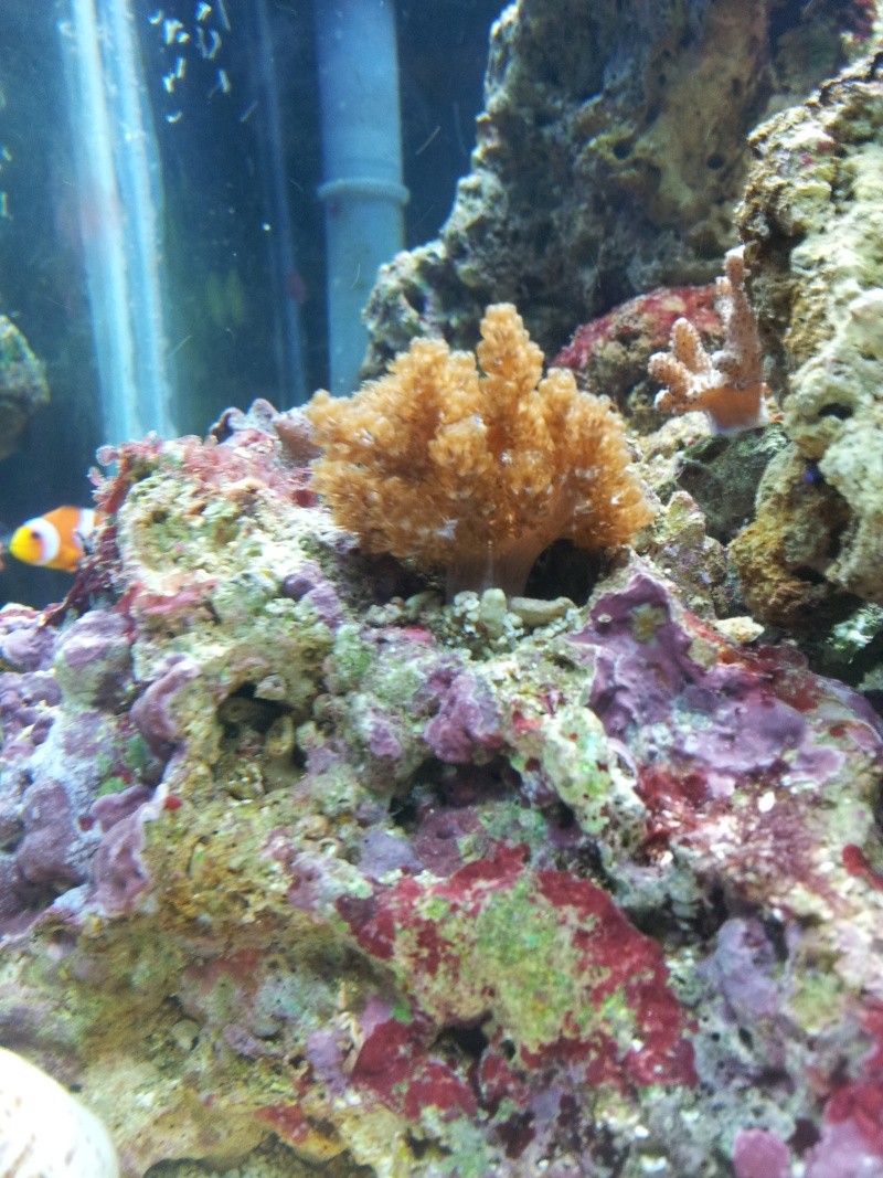Nano 60l + decante  - Page 2 20130213
