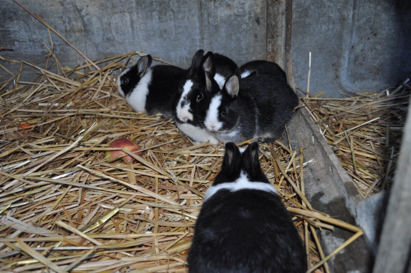 A vendre lapins nain Dsc_0910