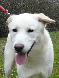 OTHELO croisé Husky-Labrador (m)  REF (49)   ADOPTE Imf_co11