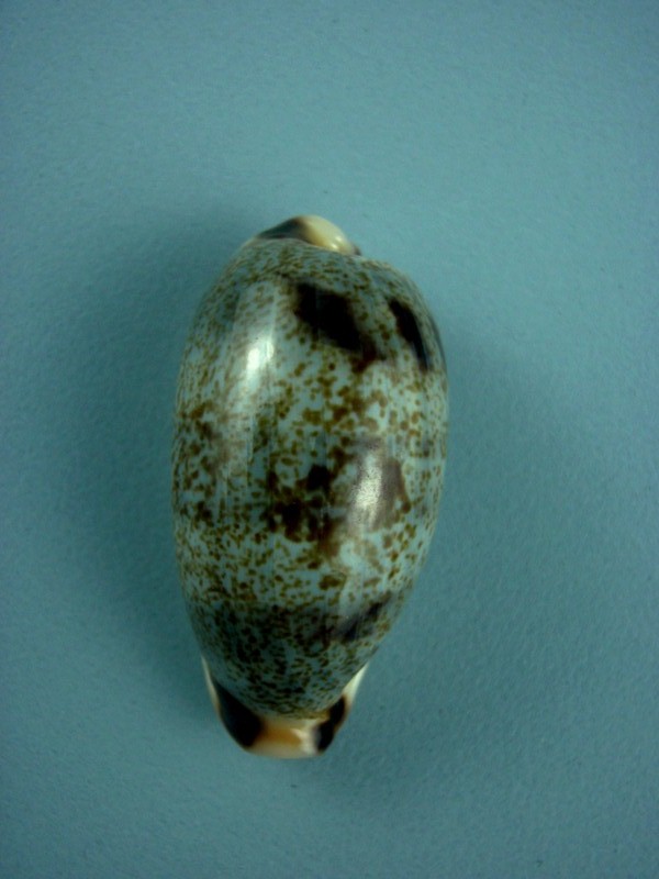 Erronea cylindrica sowerbyana - Schilder, 1932 Cylind10