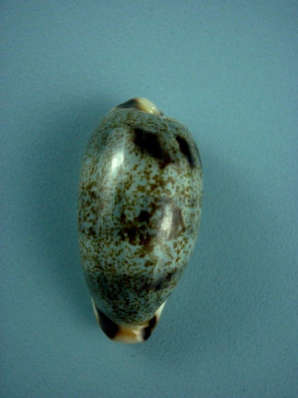 Erronea cylindrica sowerbyana F. A. Schilder, 1932 Cylind10