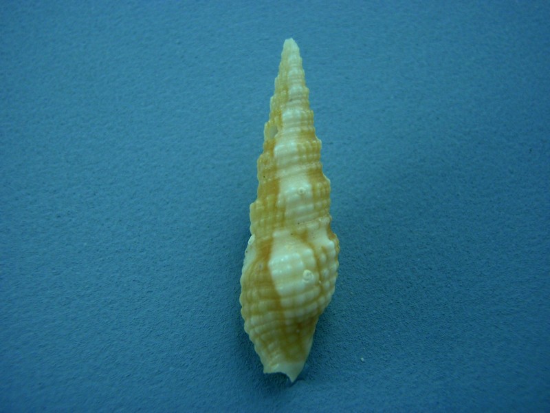 Horaiclavidae - Vexitomina regia (Reeve, 1842) Florid20