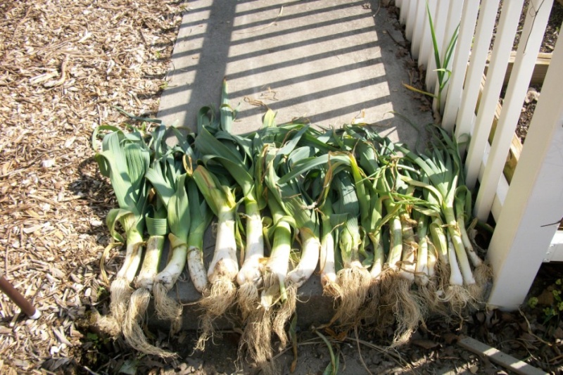 Can we have a 1 day leek contest? 00511