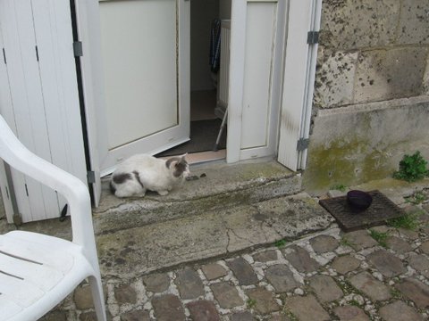 les chats!! - Page 10 Pompon10