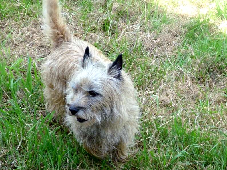 DOLLY, femelle cairn de 5 ans - NEED - Dolly_12