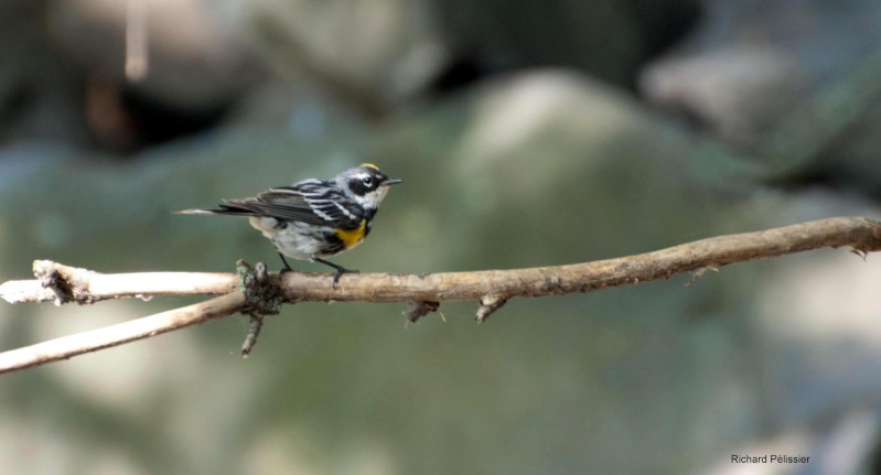 Paruline à croupion jaune, un Lifer  Paruli10