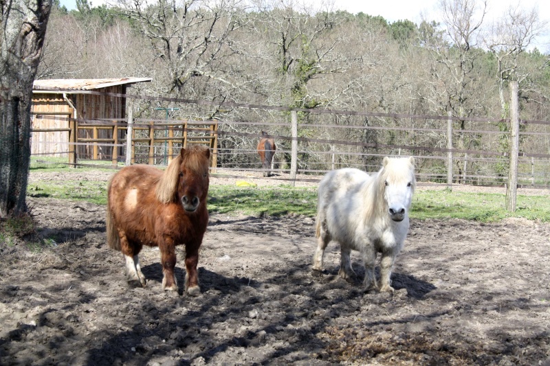 Poly, shet 11 ans (FA Lubberd) à adopter avec Neige !  - Page 2 Img_6712