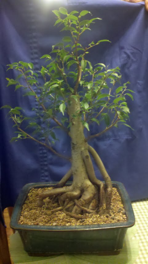 Ficus Ben. Ficus_10