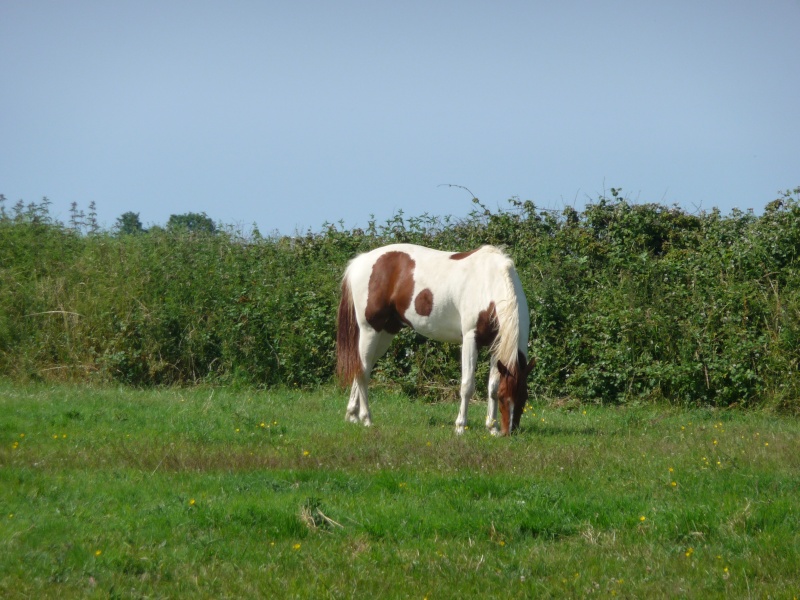 apache et toupie 20-07-10