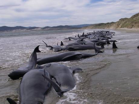 Nuova Zelanda, 107 balene arenate A6488210