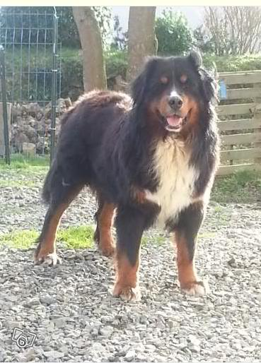 GARFIELD, Mâle Bouvier Bernois, Non LOF, 22 mois - ADOPTE - Garfie11