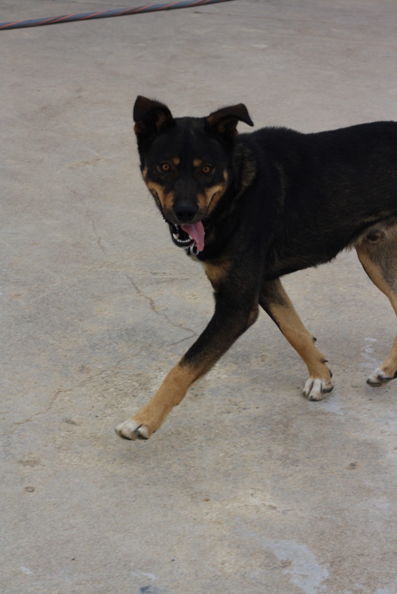 LOGAN - croisé beauceron Husky 3 ans 1/2 Img_1114