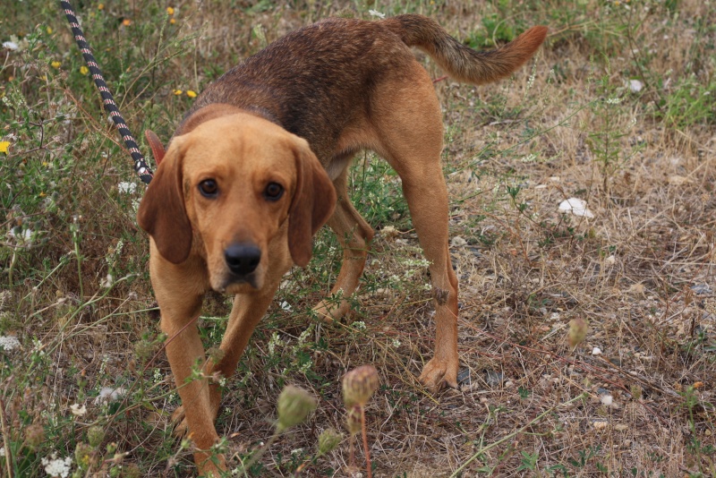 ELKY - croisé beagle - 4 ans Fa Bourneau Img_1222