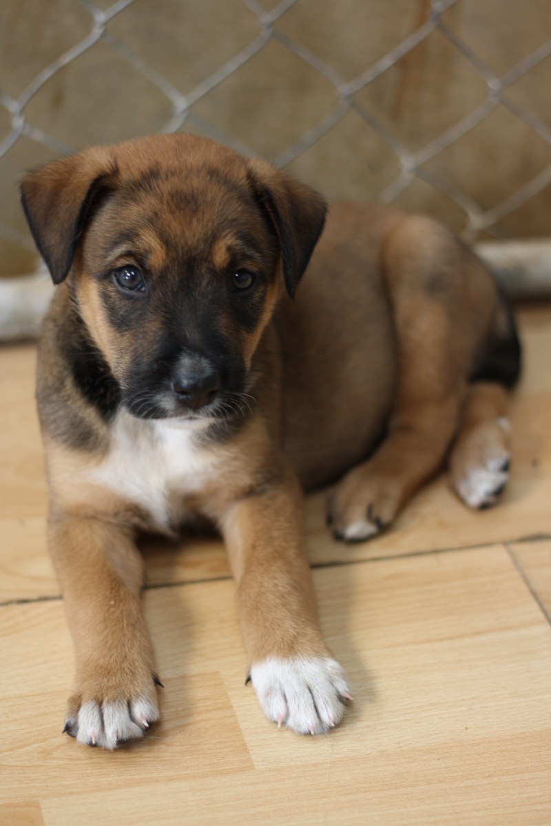 ISKO chiot mâle croisé malinois de 3 mois Img_9813