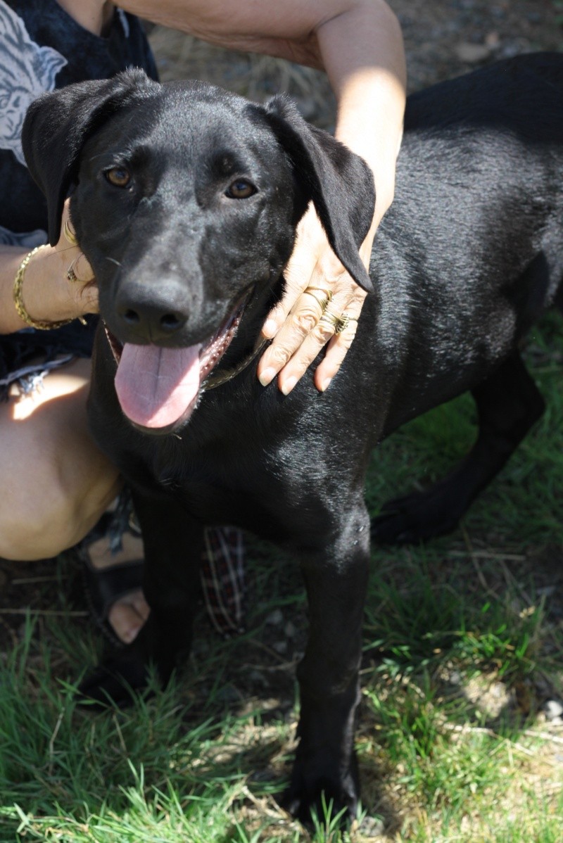 HUGO - croisé labrador - 5 mois Img_9915