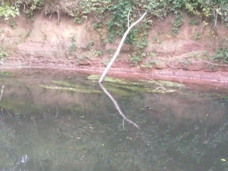 Pêche en rivière. Cam00112