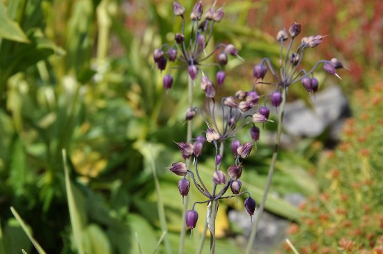 fleurs en septembre dans le Briançonnais (05) Ail_a_10