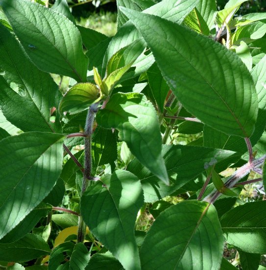 Salvia fulgens et Salvia elegans (=rutilans) - différenciation Aoat_218