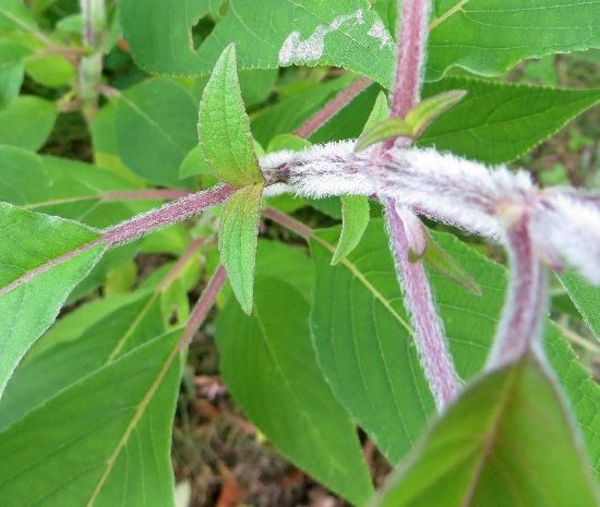 Salvia fulgens et Salvia elegans (=rutilans) - différenciation Aoat_220