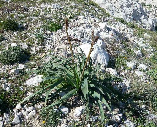 (13) flore des îles du Frioul en mars Asphod10