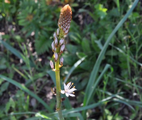 Asphodelus albus - asphodèle blanc Asphod13