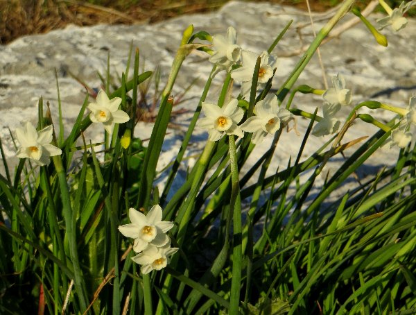 Narcissus - les narcisses horticoles - Page 3 Copy_o31