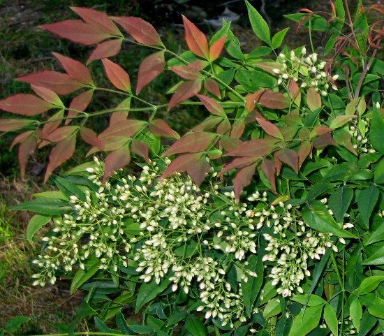 Nandina domestica - Page 2 Copy_o80