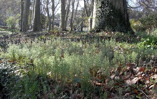 Equisetum telmateia - grande prêle Copy_o98