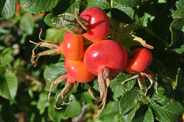 baies et fruits en septembre dans le Briançonnais (05) Dsc_0110
