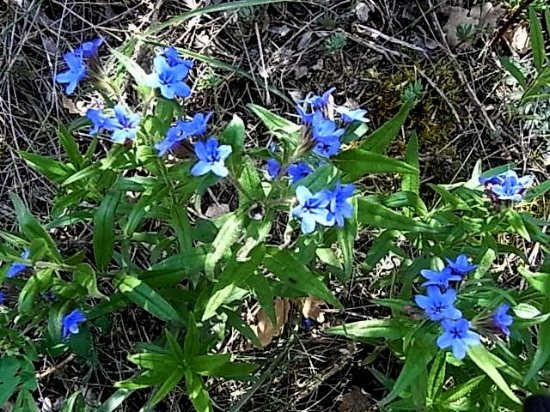 Aegonychon purpurocaeruleum (=Buglossoides purpurocaerulea) - grémil bleu Gramil10