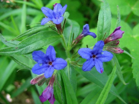 Aegonychon purpurocaeruleum (=Buglossoides purpurocaerulea) - grémil bleu Gramil11