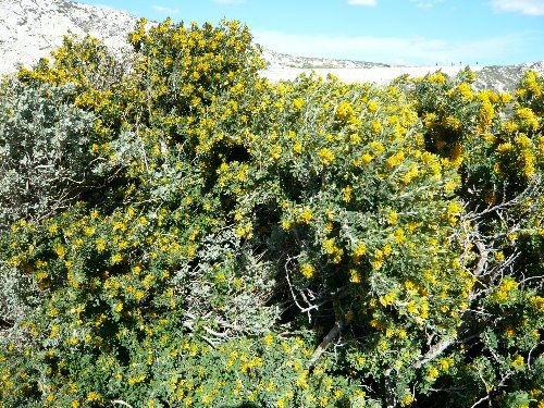 (13) flore des îles du Frioul en mars Ile_de12