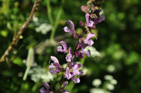 Salvia pratensis - sauge des prés  Juin_212