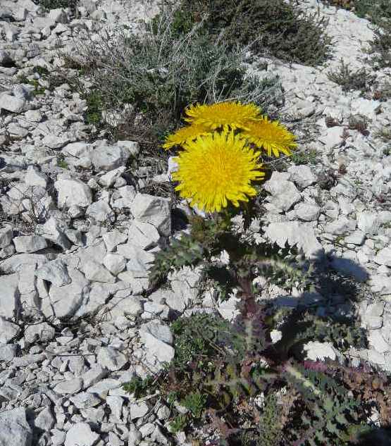 (13) flore des îles du Frioul en mars Laiter10