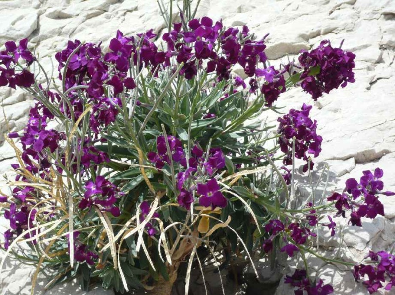 (13) flore des îles du Frioul en mars Matthi11