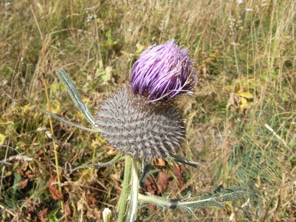 fleurs en septembre dans le Briançonnais (05) Septem44