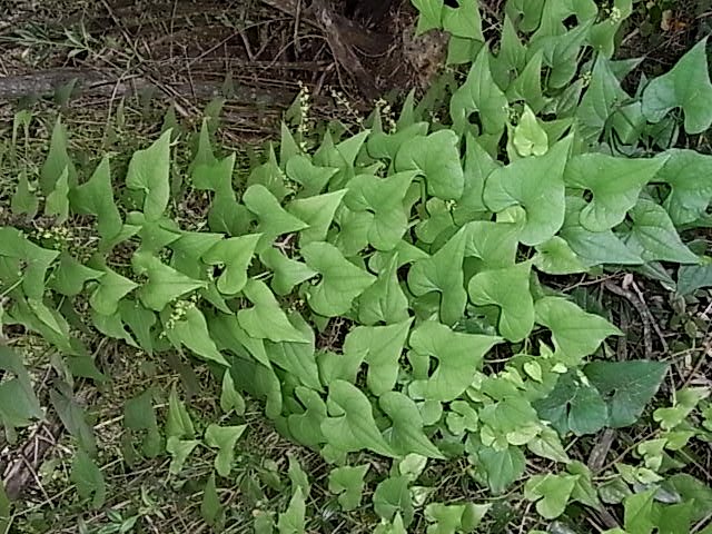 Dioscorea communis - herbe aux femmes battues, tamier commun Tamier10