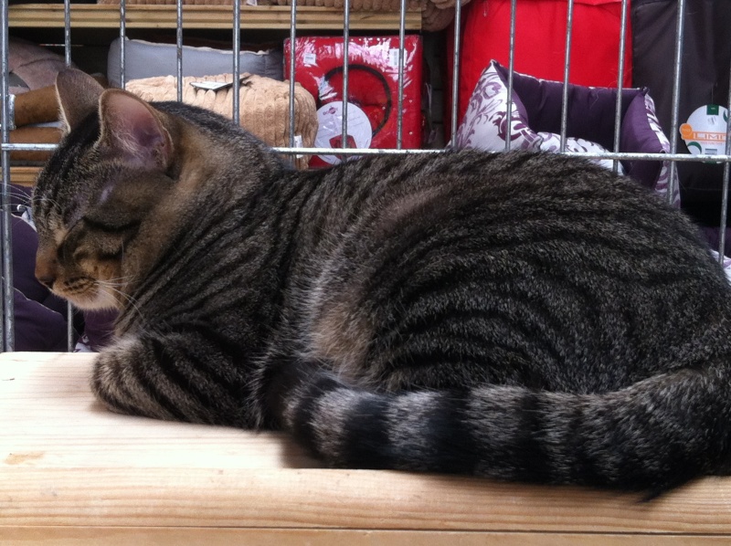 [SAUVETAGE] CÂLIN , européen brun tabby,  4 ans  , M Img_4912